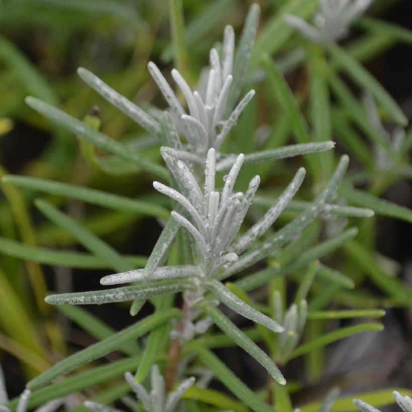 Lavande vraie - Lavandula angustifolia Dwarf Blue (Foliage)