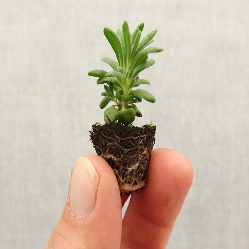 Example of Lavande papillon Bandera Deep Purple - Lavandula stoechas Mini-motte Ø 1,5/2,5 cm as you get in printemps