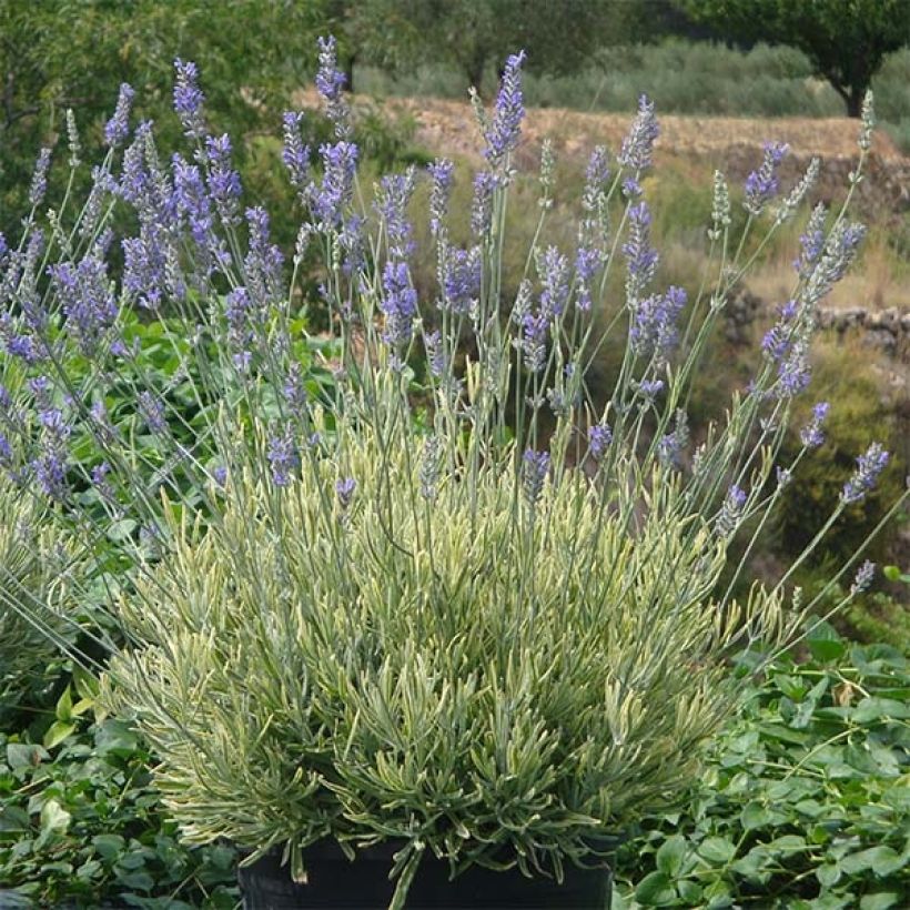Lavande intermedia Platinum Blonde - Lavandin (Plant habit)