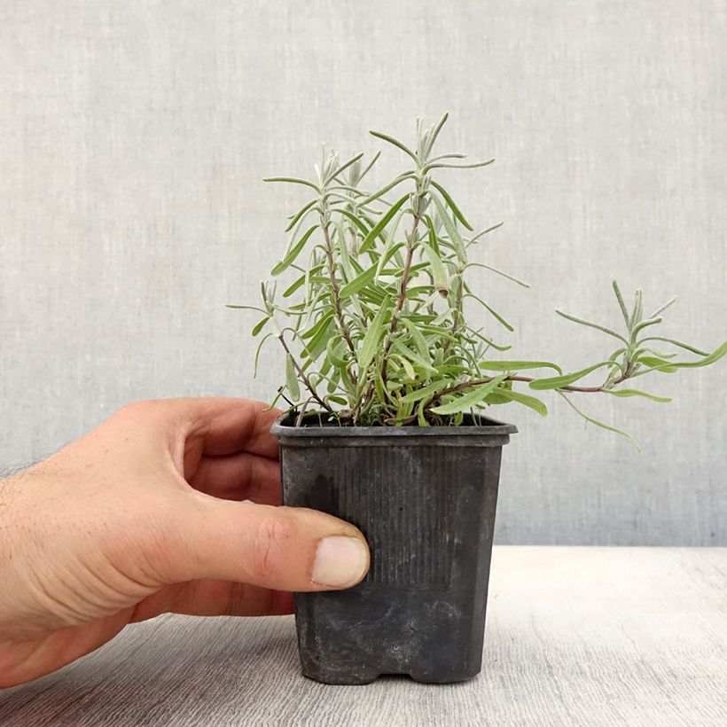 Example of Lavande vraie - Lavandula angustifolia Hidcote Godet de 7/8 cm as you get in automne