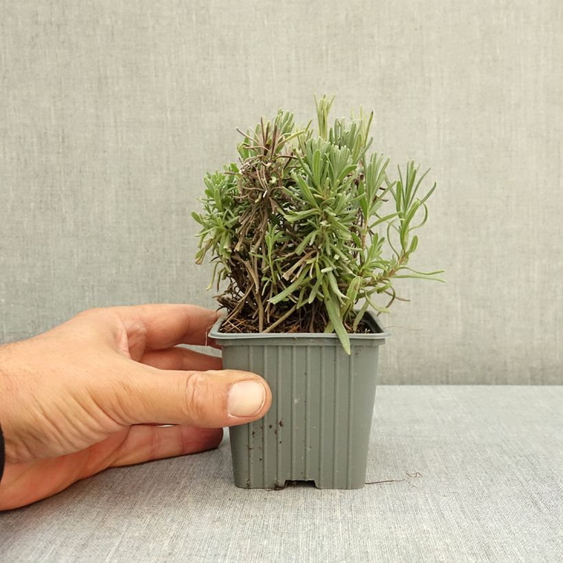 Example of Lavande vraie Loddon Pink - Lavandula angustifolia Godet de 8/9 cm as you get in ete