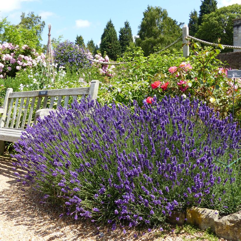 Lavande vraie - Lavandula angustifolia Hidcote (Plant habit)