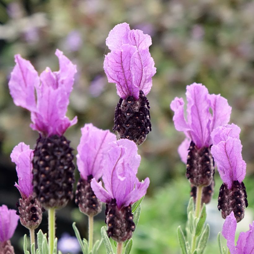 Lavandula stoechas Magical Posy Purple (Flowering)