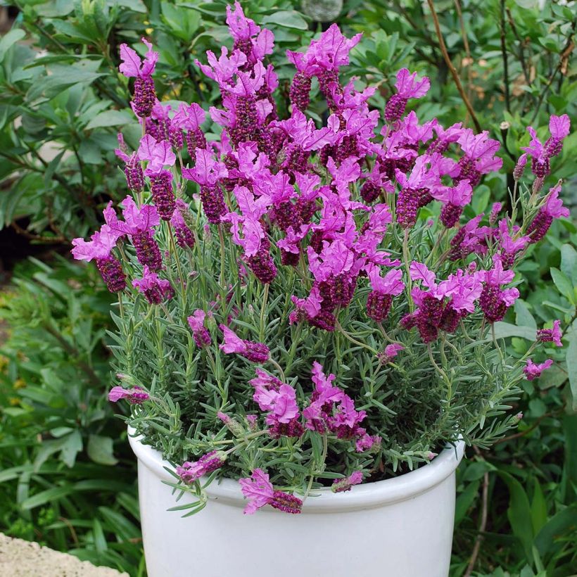 Lavande papillon The Princess (Plant habit)