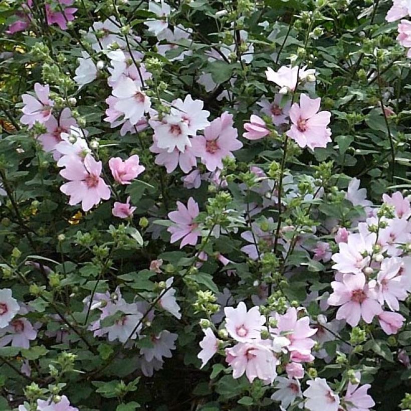 Lavatère - Lavatera Barnsley Baby (Flowering)