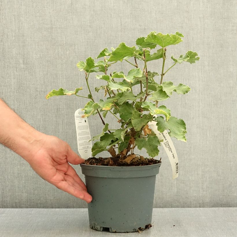 Example of Lavatera Chamallow - Lavatère, mauve en arbre Pot de 3L/4L as you get in ete