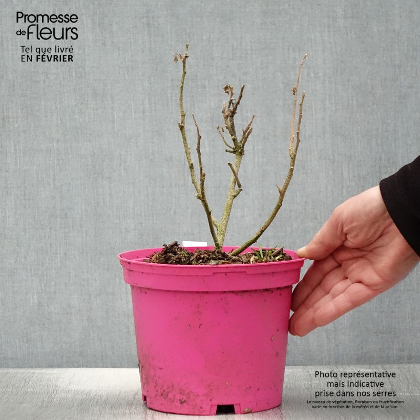 Example of Lavatera maritima Princesse de Ligne - Lavatère Pot de 3L/4L as you get in hiver