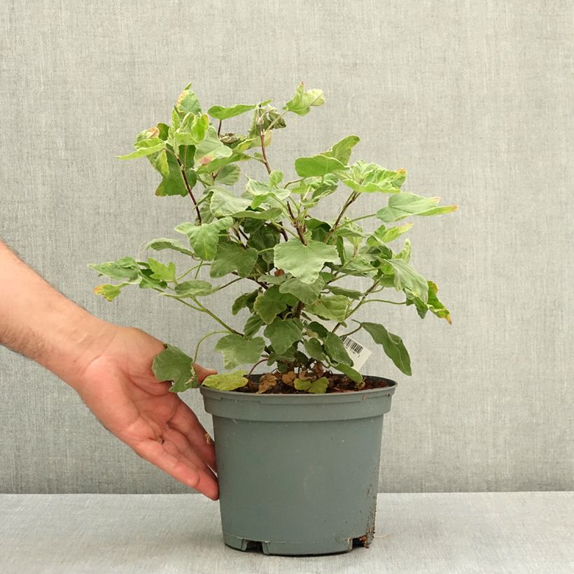 Example of Lavatera thuringiaca Red Rum - Lavatère arbustive Pot de 2L/3L as you get in ete