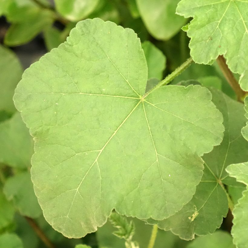 Lavatère d'Hyères - Lavatera olbia Rosea (Foliage)