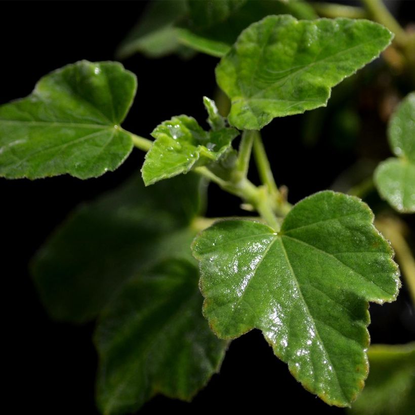 Lavatère - Lavatera Barnsley Baby (Foliage)