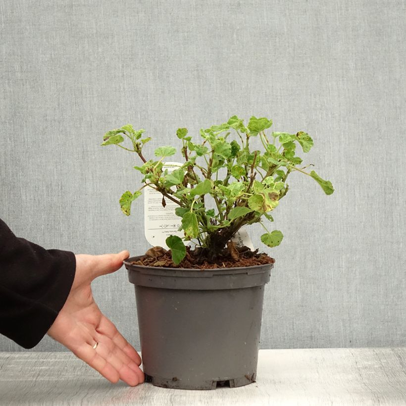 Example of Lavatère - Lavatera Barnsley Baby Pot de 2L/3L as you get in automne