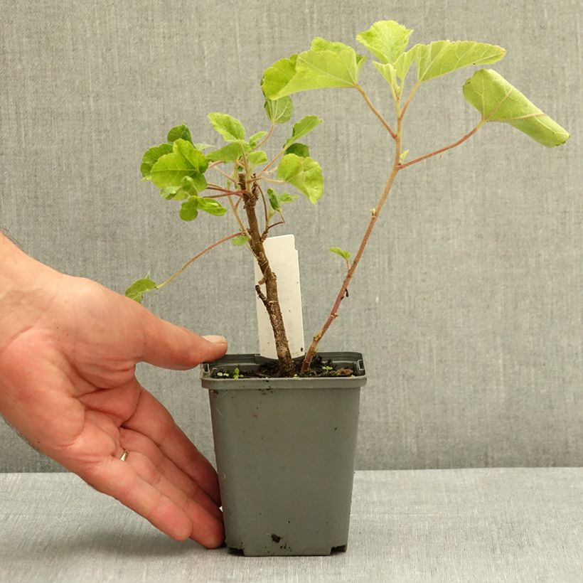 Example of Lavatère - Lavatera Barnsley Baby Godet de 8/9 cm as you get in ete