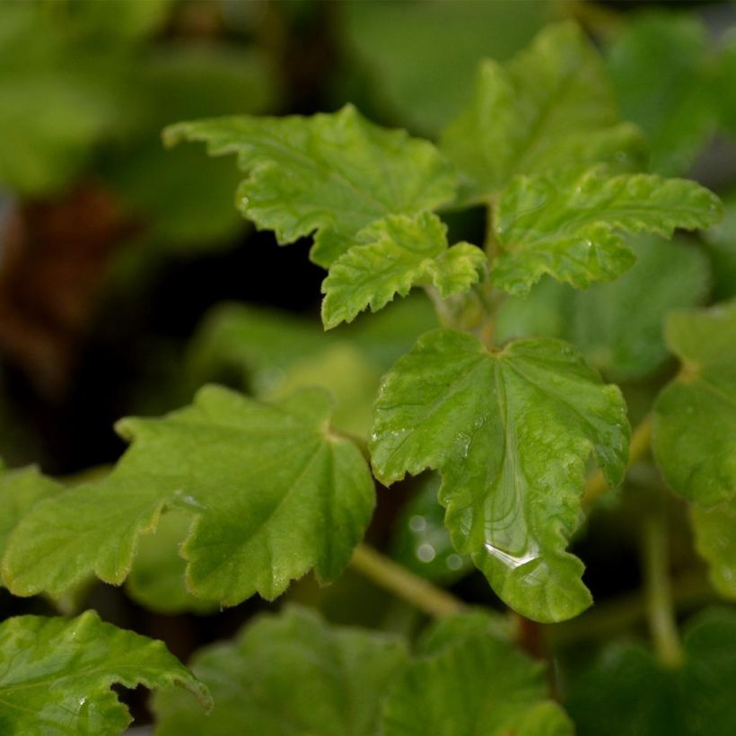 Lavatère - Lavatera Burgundy Wine (Foliage)