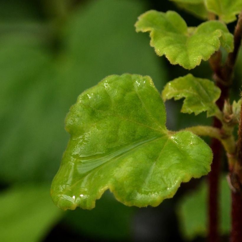 Lavatère - Lavatera Candy Floss (Foliage)