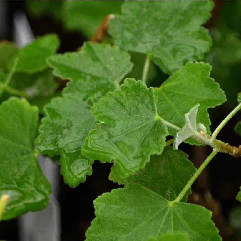 Lavatère maritime- Lavatera maritima Bicolor (Foliage)