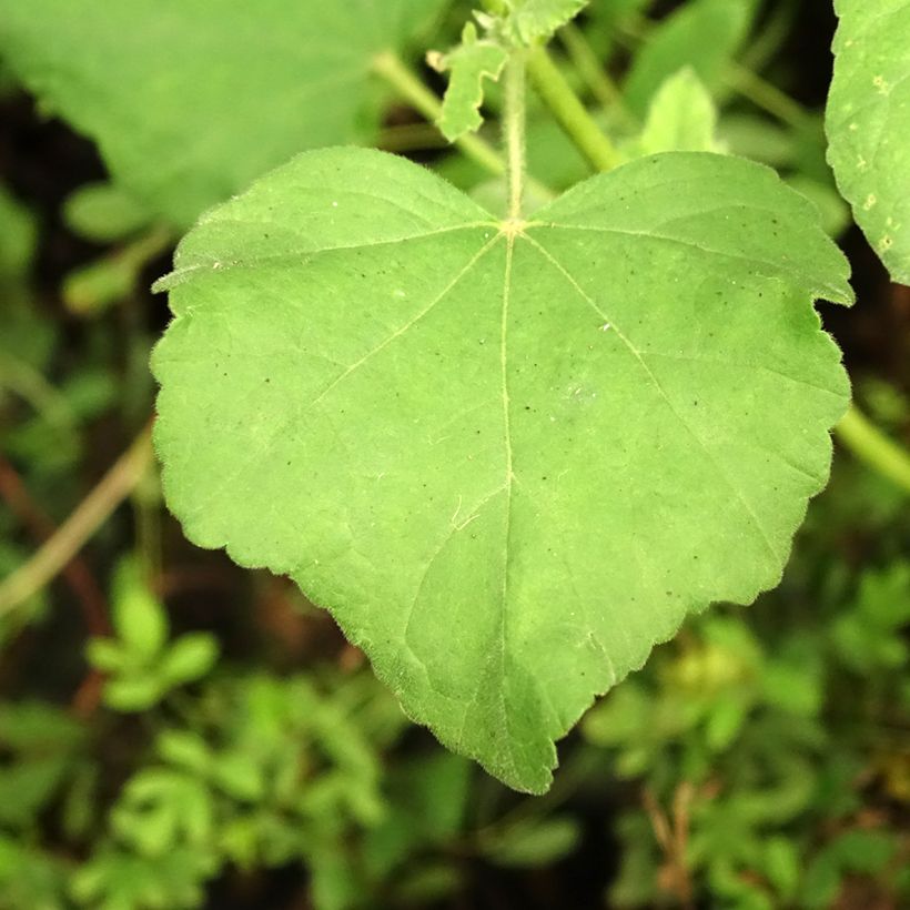 Lavatère thuringiaca Bredon Springs (Foliage)