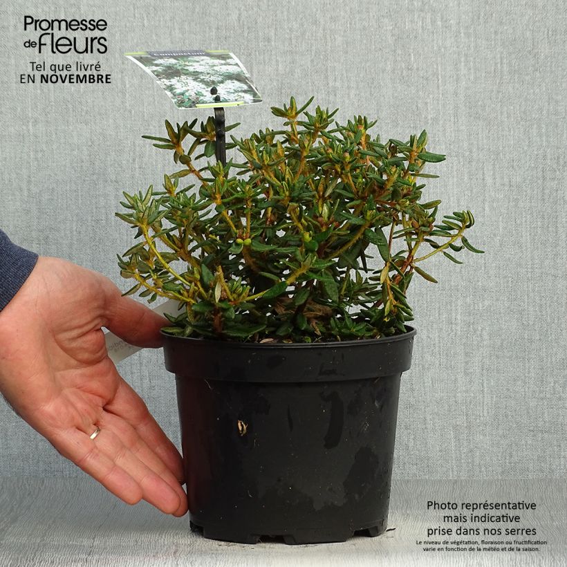 Example of Ledum groenlandicum Compactum - Thé du Labrador Pot de 2L/3L as you get in automne