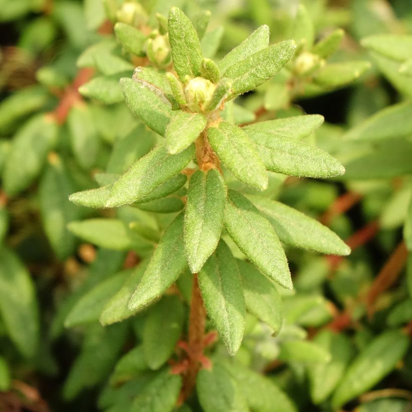 Ledum groenlandicum Compactum - Thé du Labrador (Foliage)