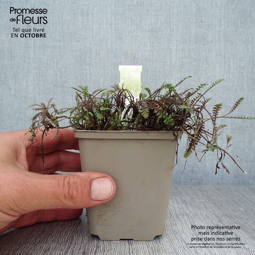 Example of Leptinella squalida Platt's Black Godet de 8/9 cm as you get in automne