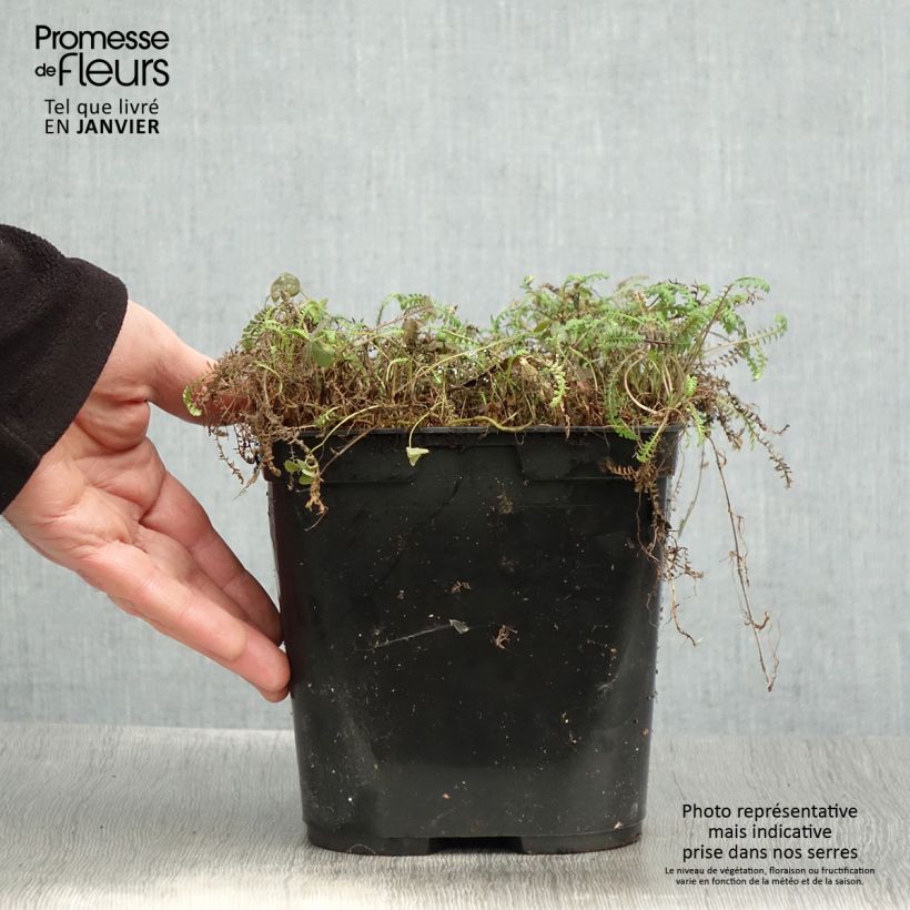 Example of Leptinella squalida Platt's Black Pot de 3L/4L as you get in hiver