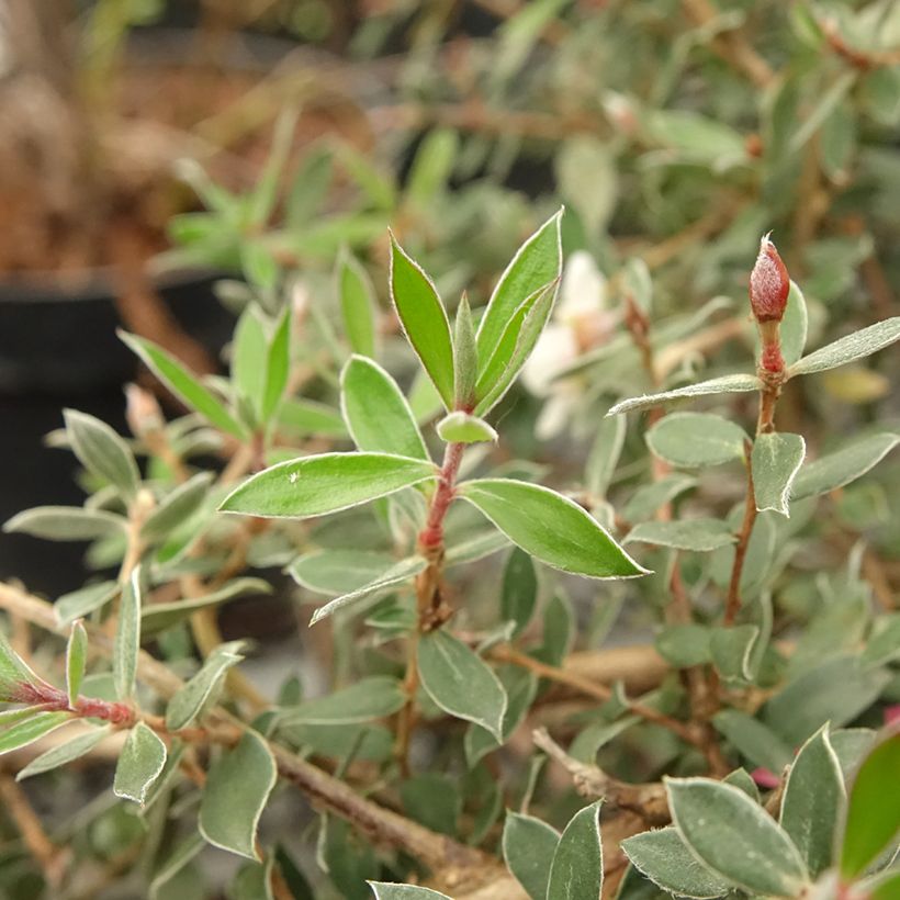 Leptospermum lanigerum Mesmer Eyes - Arbre à thé (Foliage)