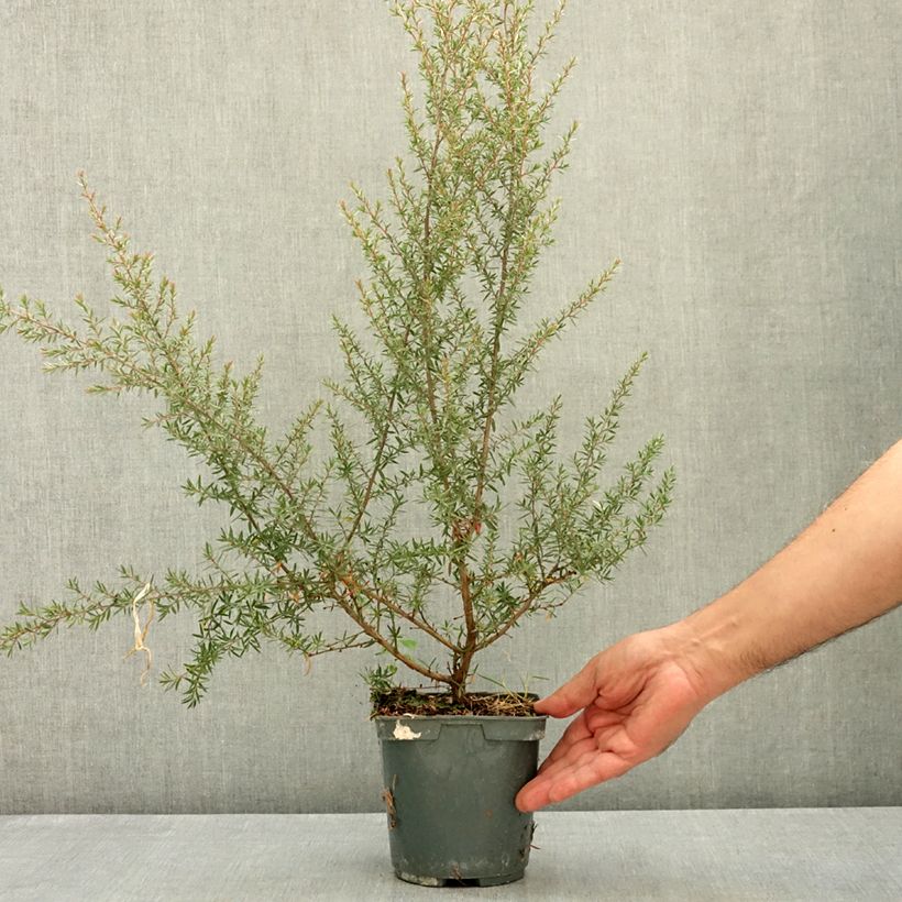 Example of Leptospermum scoparium Apple blossom - Arbre à thé de Nouvelle-Zélande Pot de 2L/3L as you get in ete