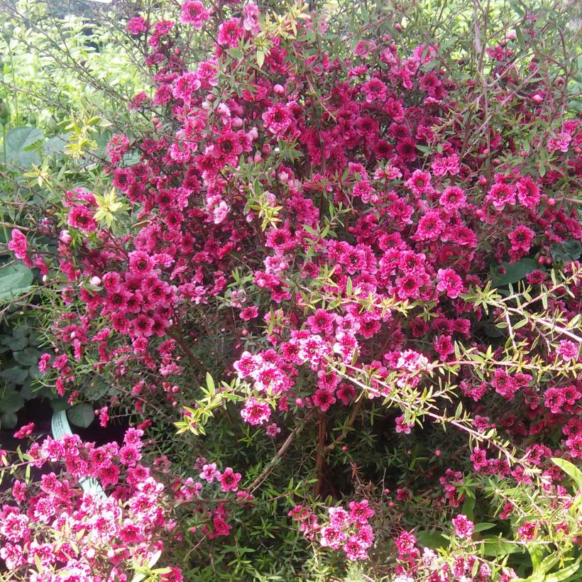 Leptospermum  Wiri Kerry - Arbre à thé (Plant habit)