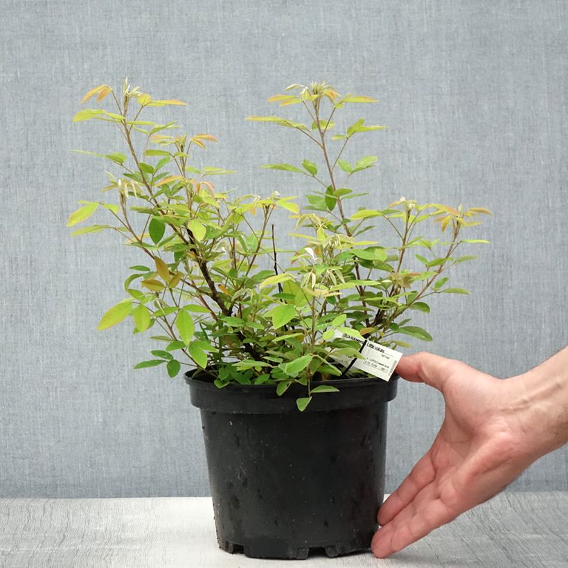 Example of Lespedeza liukiuensis Little Volcano - Trèfle en arbre Pot de 3L/4L as you get in ete
