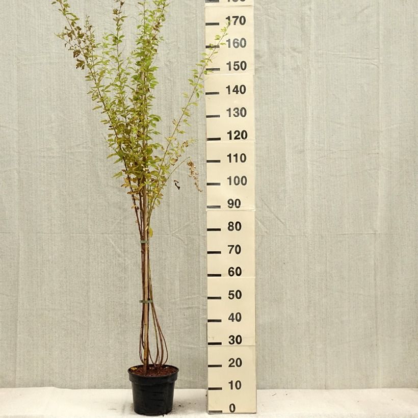 Example of Lespedeza thunbergii Edo-Shibori Pot de 3L/4L as you get in automne