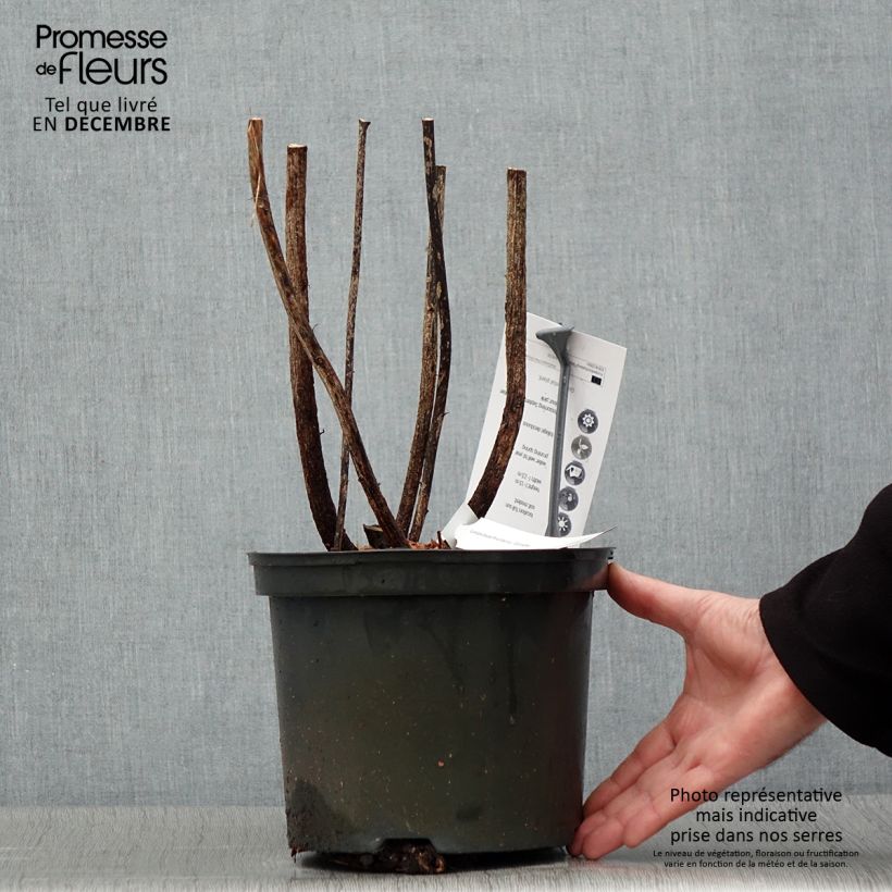 Example of Lespedeza thunbergii Gibraltar - Trèfle en arbre Pot de 1,5L/2L as you get in hiver
