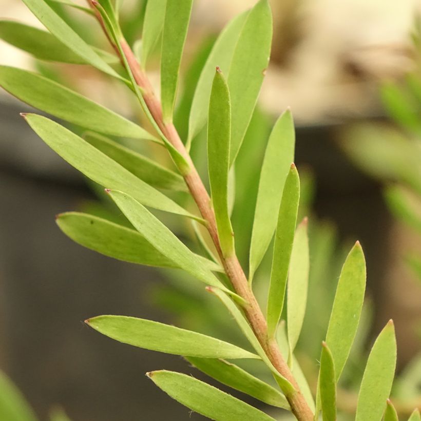 Leucadendron Cheeky  (Foliage)