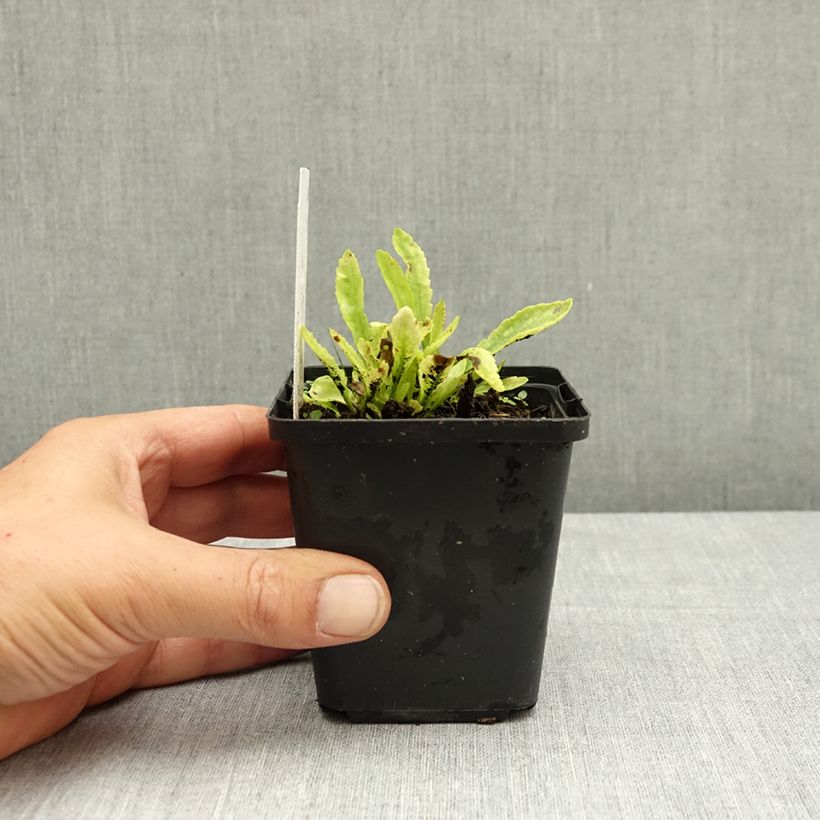 Example of Leucanthemum Snow Lady - Grande Marguerite naine Godet de 8/9 cm as you get in ete