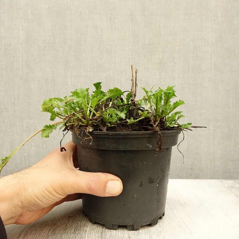 Example of Leucanthemum superbum Becky - Grande marguerite Pot de 2L/3L as you get in automne