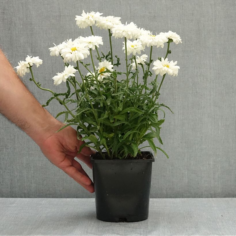 Example of Leucanthemum Victorian Secret - Marguerite à fleurs doubles Pot de 2L/3L as you get in ete