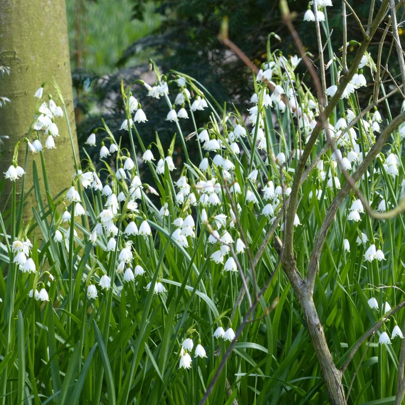 Nivéole d'éte - Leucojum aestivum Gravetye Giant (Plant habit)