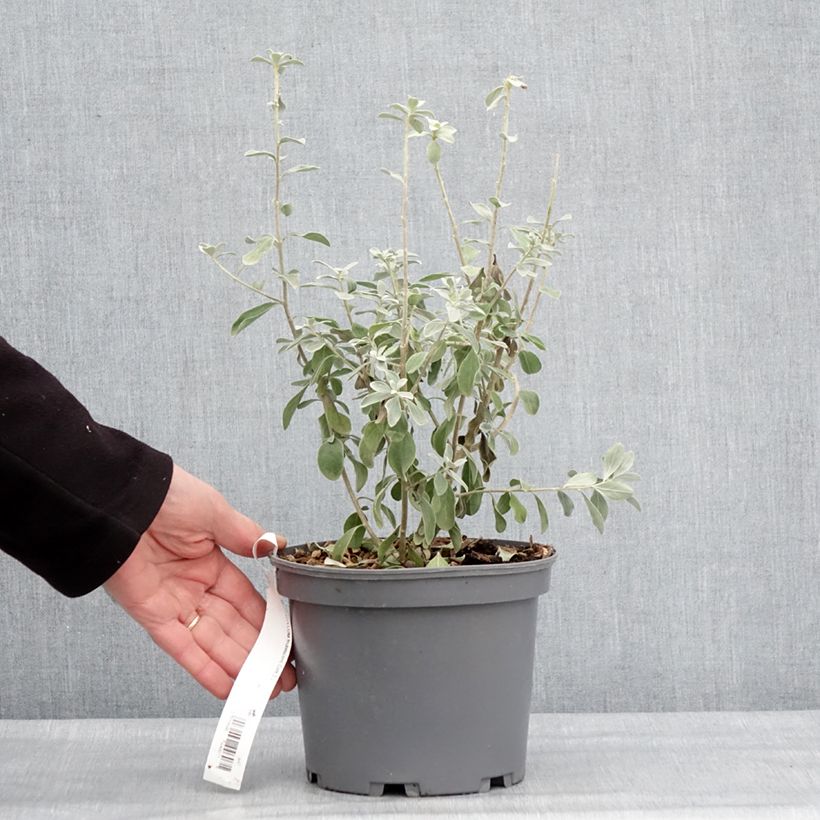 Example of Leucophyllum frutescens - Sauge du désert Pot de 3L/4L as you get in hiver