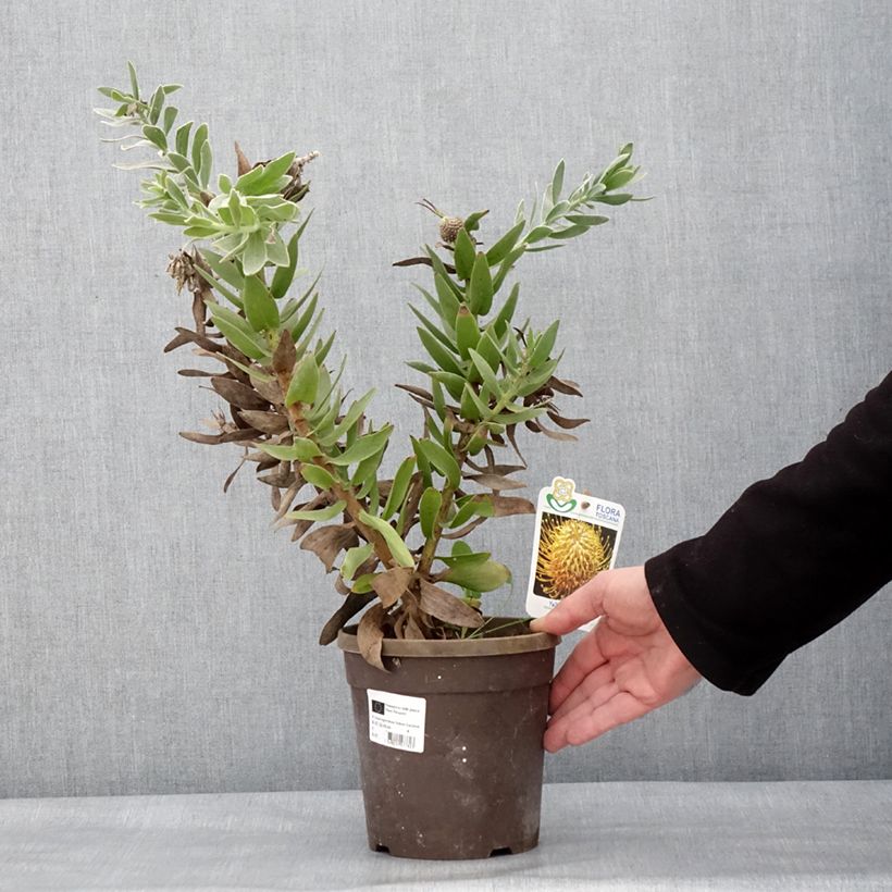 Example of Leucospermum Yellow Carnival - Pelote d'épingles Jaune Pot de 2L/3L as you get in hiver