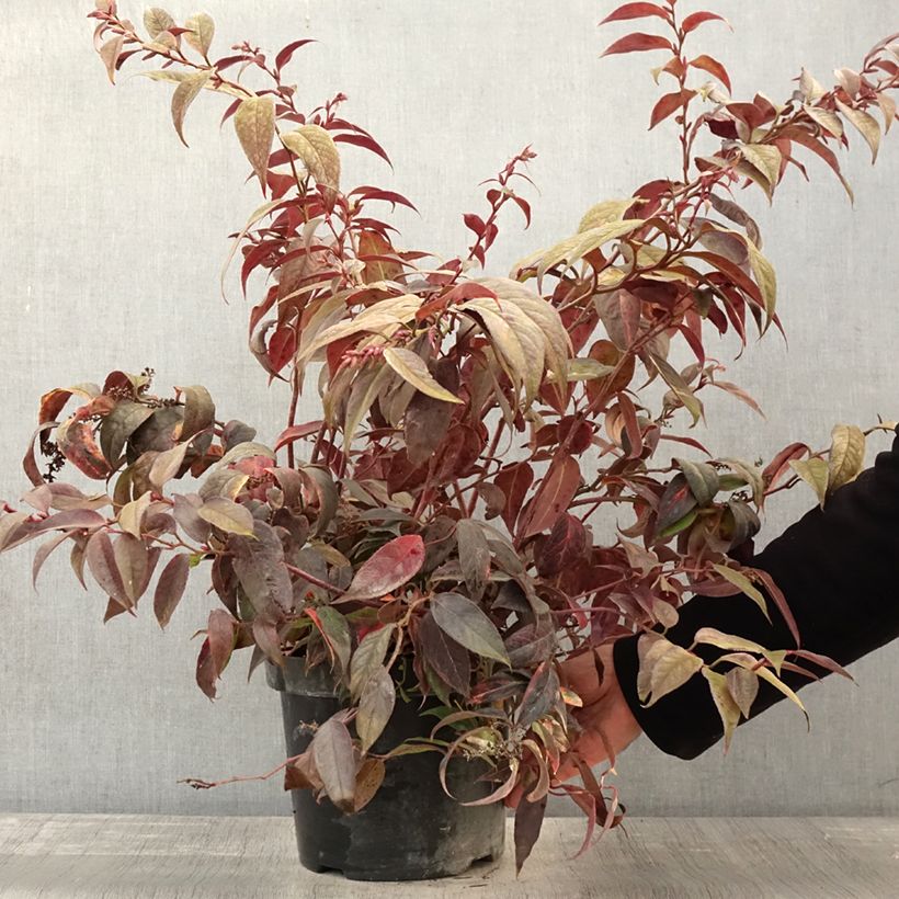 Example of Leucothoe fontanesiana Rainbow Pot de 7,5L/10L as you get in automne
