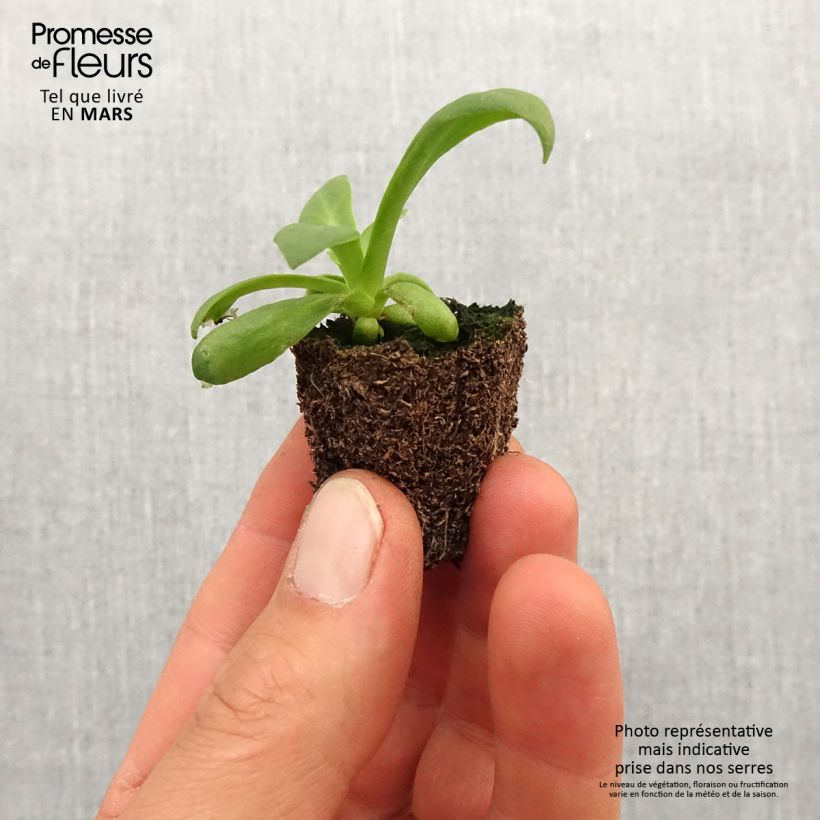 Example of Lewisia cotyledon Elise en mélange Jardimotte : motte 3,8 cm x 3,2 cm en plaque de culture par 16 as you get in printemps
