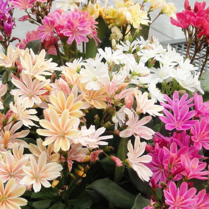 Lewisia cotyledon Elise en mélange (Flowering)