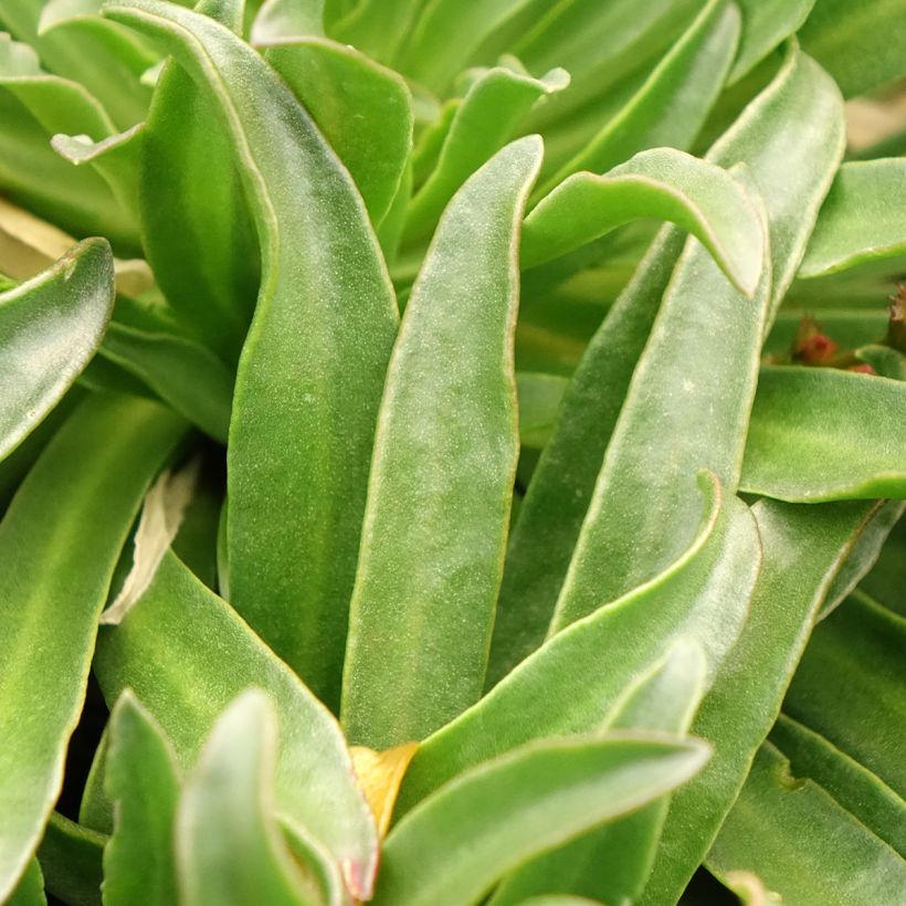 Lewisia Little Peach (Foliage)