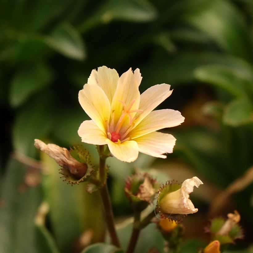 Lewisia Little Peach (Flowering)
