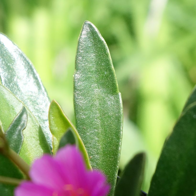 Lewisia Little Raspberry (Foliage)