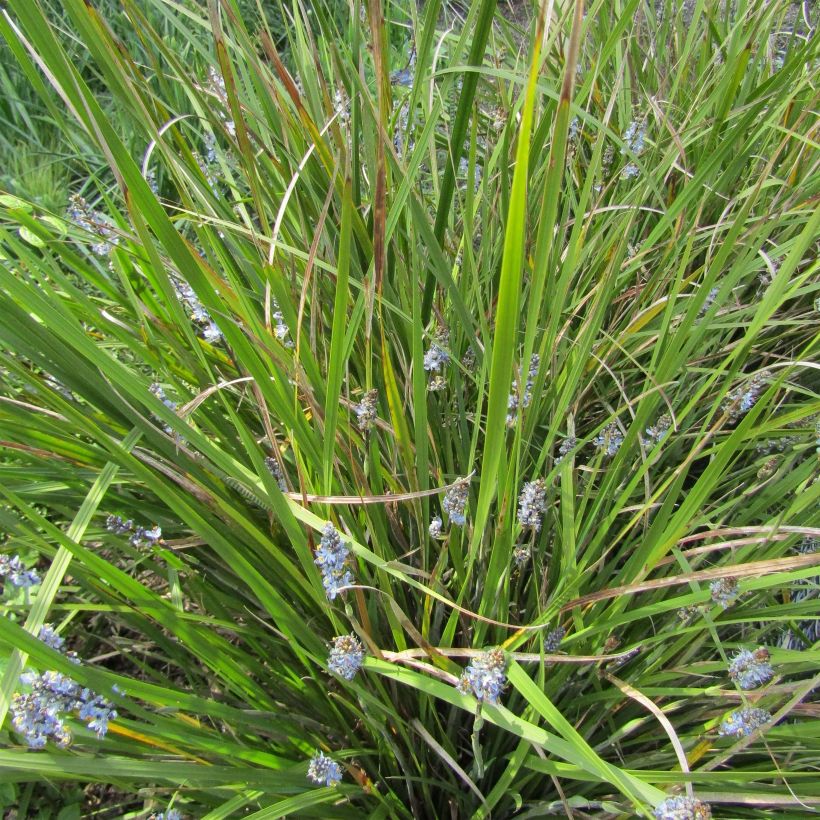 Libertia Caerulescens (Plant habit)