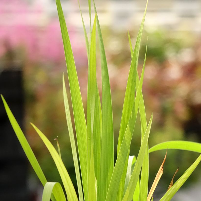 Libertia formosa - Iris du Chili (Foliage)