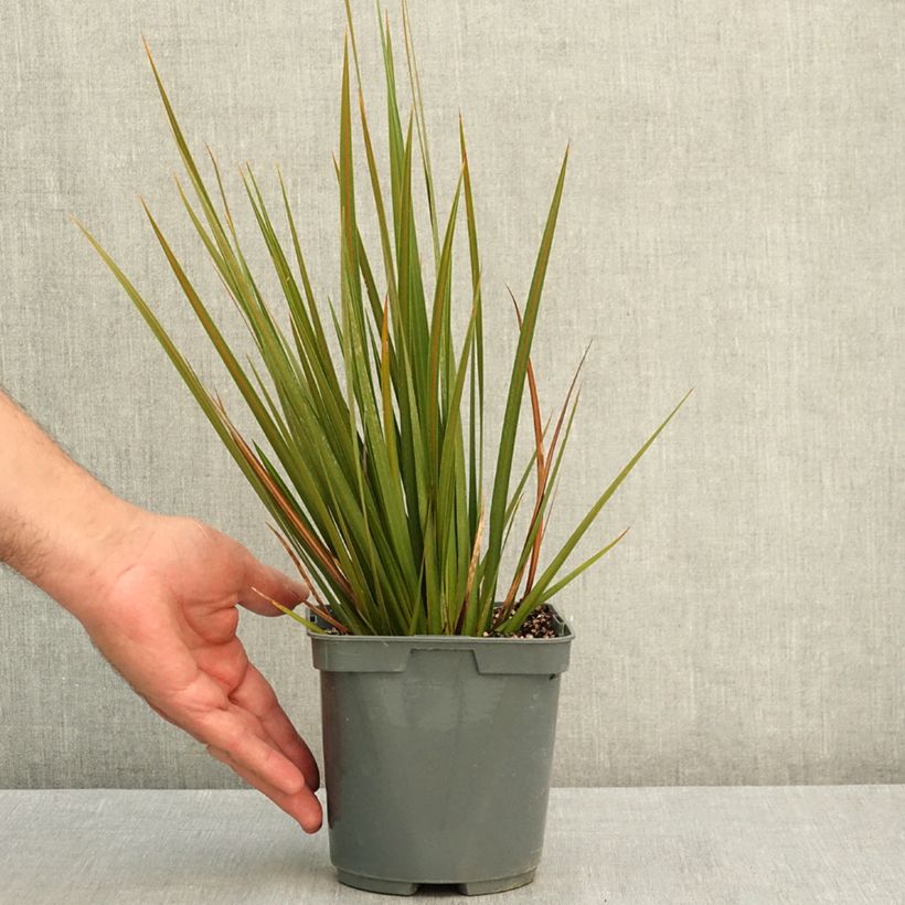 Example of Libertia peregrinans - Iris de Nouvelle-Zélande  Pot de 2L/3L as you get in ete