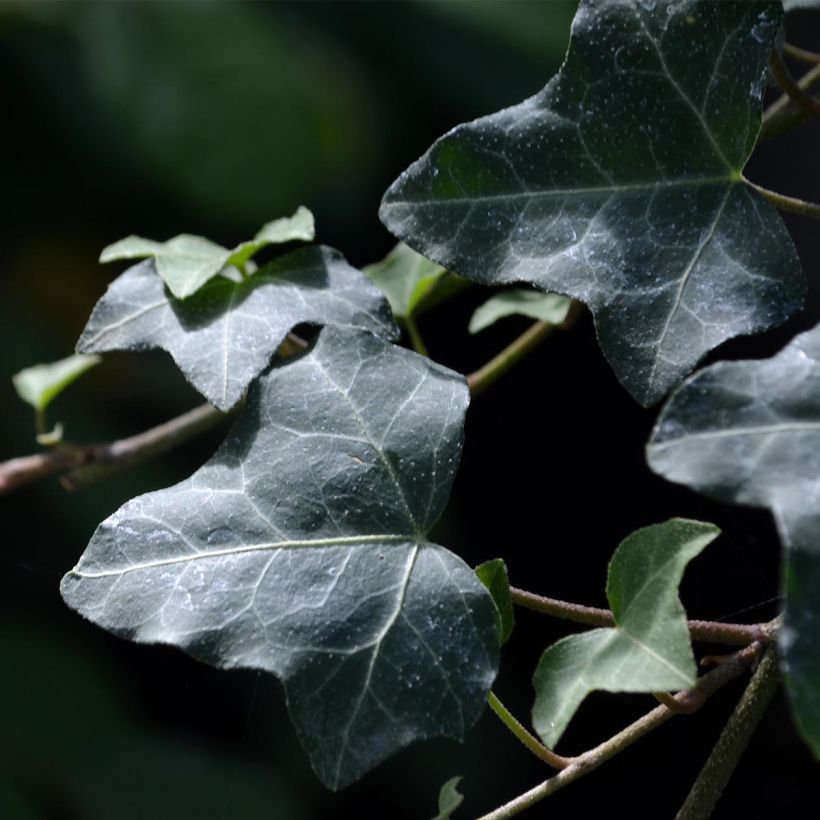 Lierre commun - Hedera helix (Foliage)