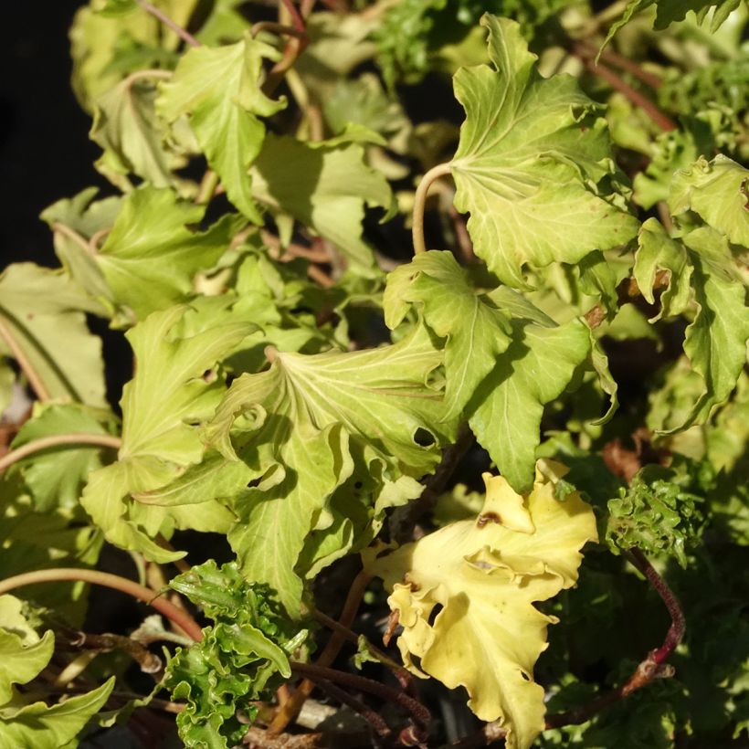 Lierre commun - Hedera helix Filigran (Foliage)