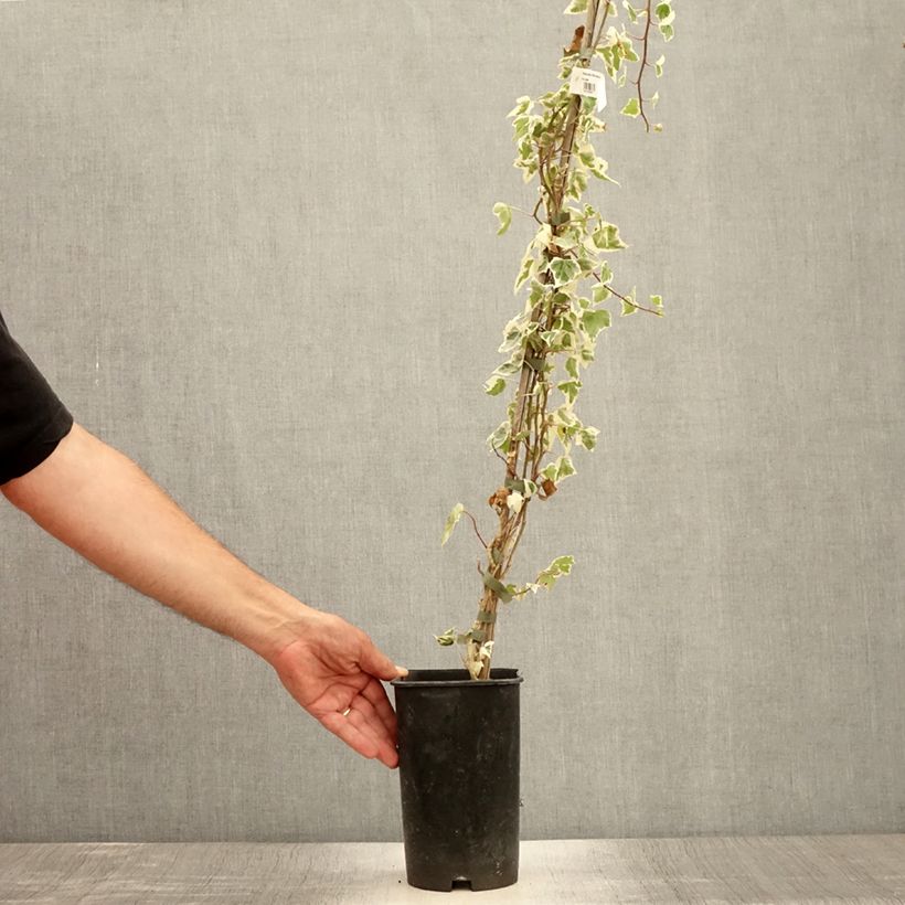 Example of Lierre commun - Hedera helix Little Diamond Pot de 3L/4L as you get in ete