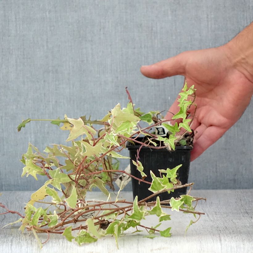 Example of Lierre commun - Hedera helix Sagittifolia Variegata Godet de 8/9 cm as you get in ete